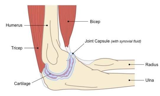 <p>Compound joint </p>