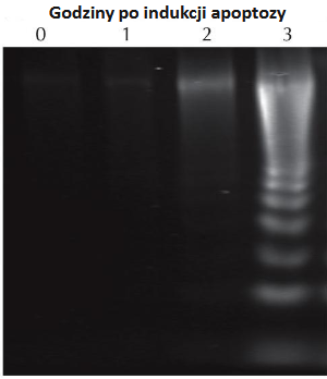 <p>Apoptoza w elektroforezie:</p>