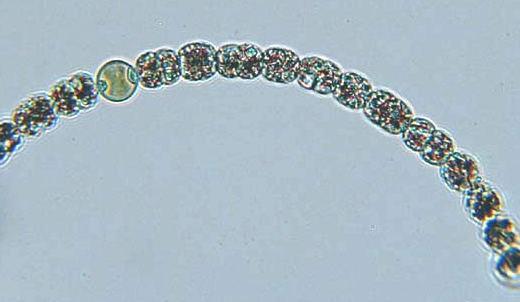 <p>[photo] prokaryotic arrangement </p>