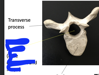 <p>hold spinal cord </p>