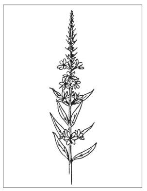 <p>Identify the species</p>