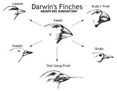 <p>The divergence of multiple populations or subpopulations of the same species to the point where they can no longer interbreed to generate fertile offspring.</p>