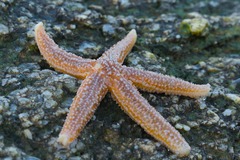 <p>A sea animal shaped like a star with five arms is a _____.</p>