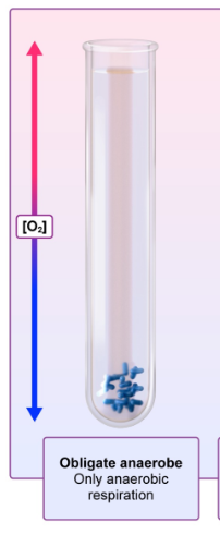 <p>Only aerobic respiration</p>
