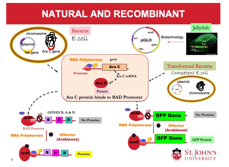 <p><span><strong>Methods used to modify the genetic properties of an organism</strong>. Recombinant as DNA from one organism (foreign) to the bacteria or yeast is inserted into their plasmid (aka DNA Vector)</span></p><p><span>The recombinant plasmid is transformed in cells. </span></p><p><span>The cells are grown in media to produce more plasmids or the gene product (proteins). </span></p><p></p><p><span>Recombinant DNA technology includes:</span></p><p><span>1) Synthesis of a recombinant plasmid - DNA fragments (genes) are cut and recombined to create a plasmid. Besides the gene(s) of interest, a plasmid must contain DNA for replication known as the <strong>origin of replication</strong> sequence, and an antibiotic-resistant gene for survival in an antibiotic-containing media. Other genes for controlling (regulating) the transcription of the gene products (proteins) may also be included.</span></p><p><span><br>2) Transformation of the organism – The plasmid is inserted in bacteria cell.</span></p><p><span><br>3) Selection of the transformed bacteria: The transformed cell is grown in an antibiotic-containing media so that only bacteria cells containing the plasmid will grow and non-transformed cells will die.</span></p><p><span><br>4) Synthesizing the gene product (protein of interest) – The cells are grown in media that contain molecules required for producing the protein.</span></p>