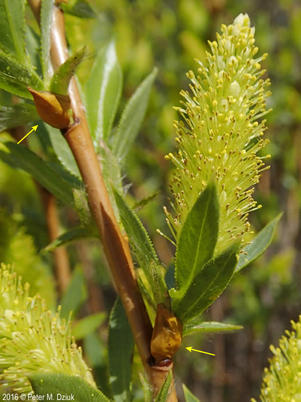 <p><span><em>Salix lasiandra</em></span></p>