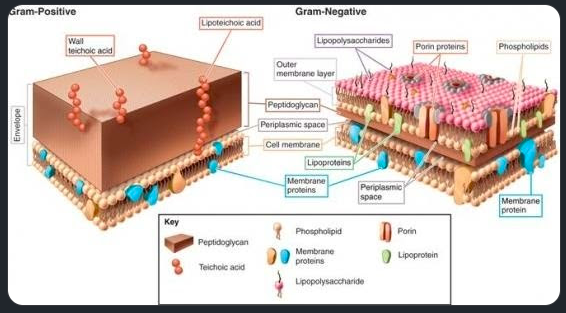 <p><strong>thick,exposed, and </strong>teichoic acids, respectively.</p>