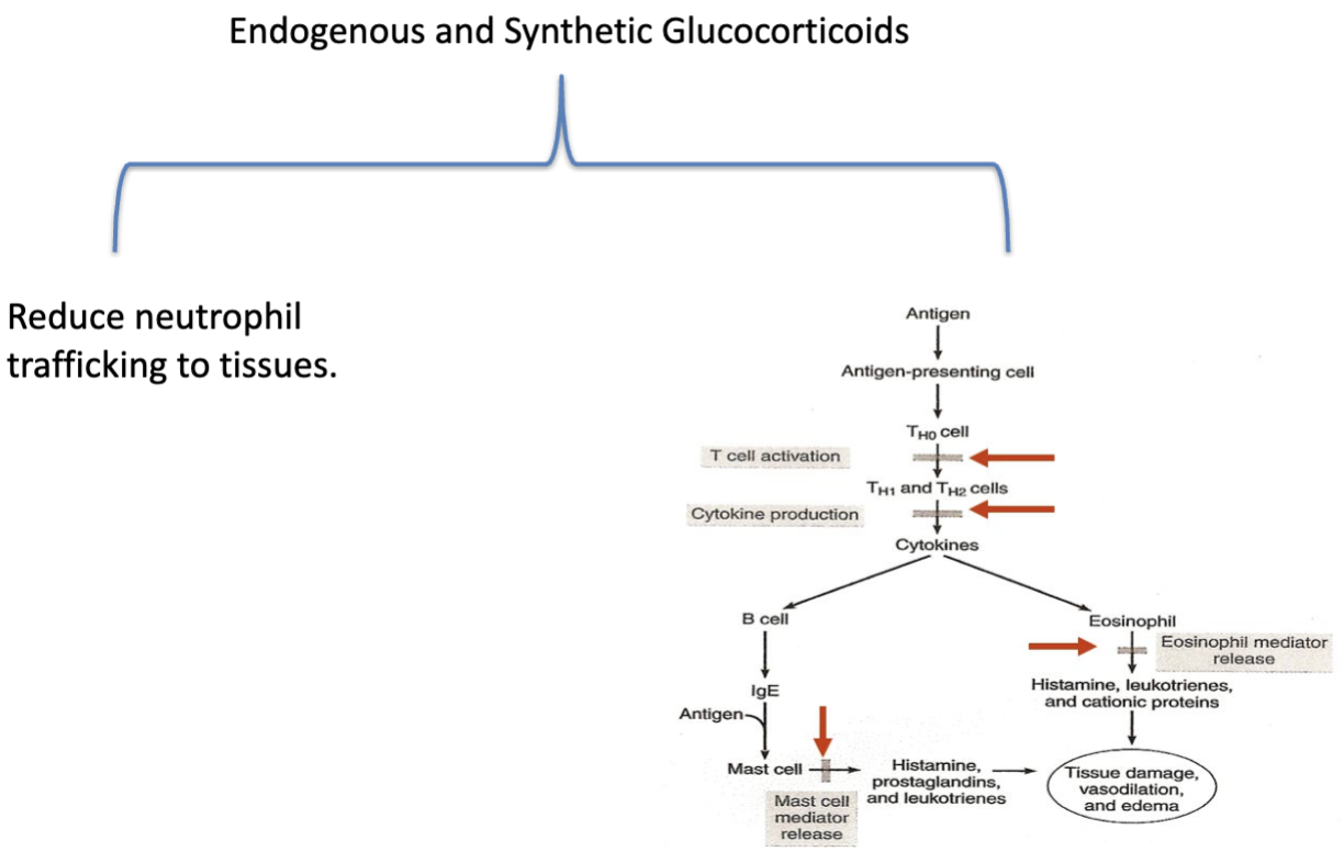 <p><span style="background-color: transparent;"><strong>Effect of Glucocorticoids on Inflammation: Multiple Sites for Inhibition&nbsp;</strong></span></p>