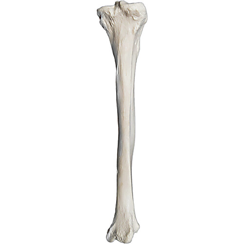 <p>Paired with the fibula to make up the leg. Like the radius but much bigger.</p>