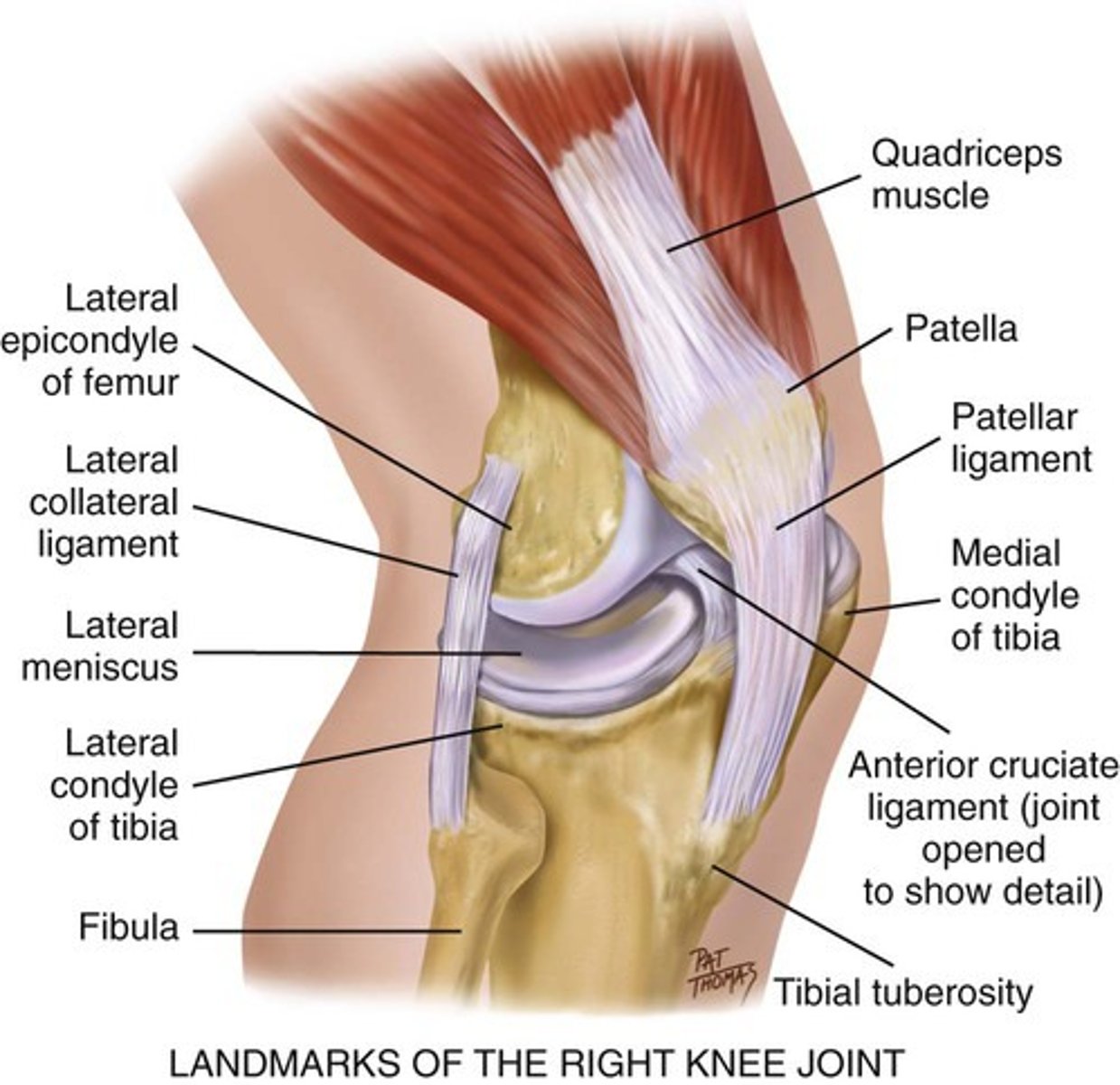 <p>largest joint in the body/hinge joint/permits flexion and extension</p>