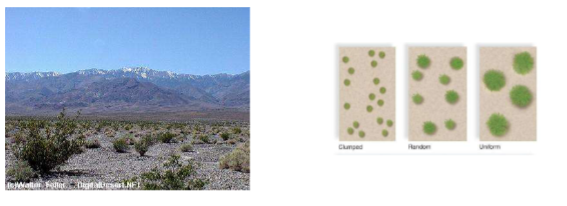 <ul><li><p>Mating </p></li><li><p>Env. Requirements </p></li><li><p>Example: Creosote bush </p></li></ul><p></p>