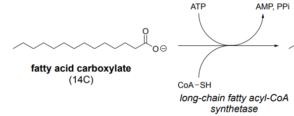 <p>Fatty Acid Activation</p>