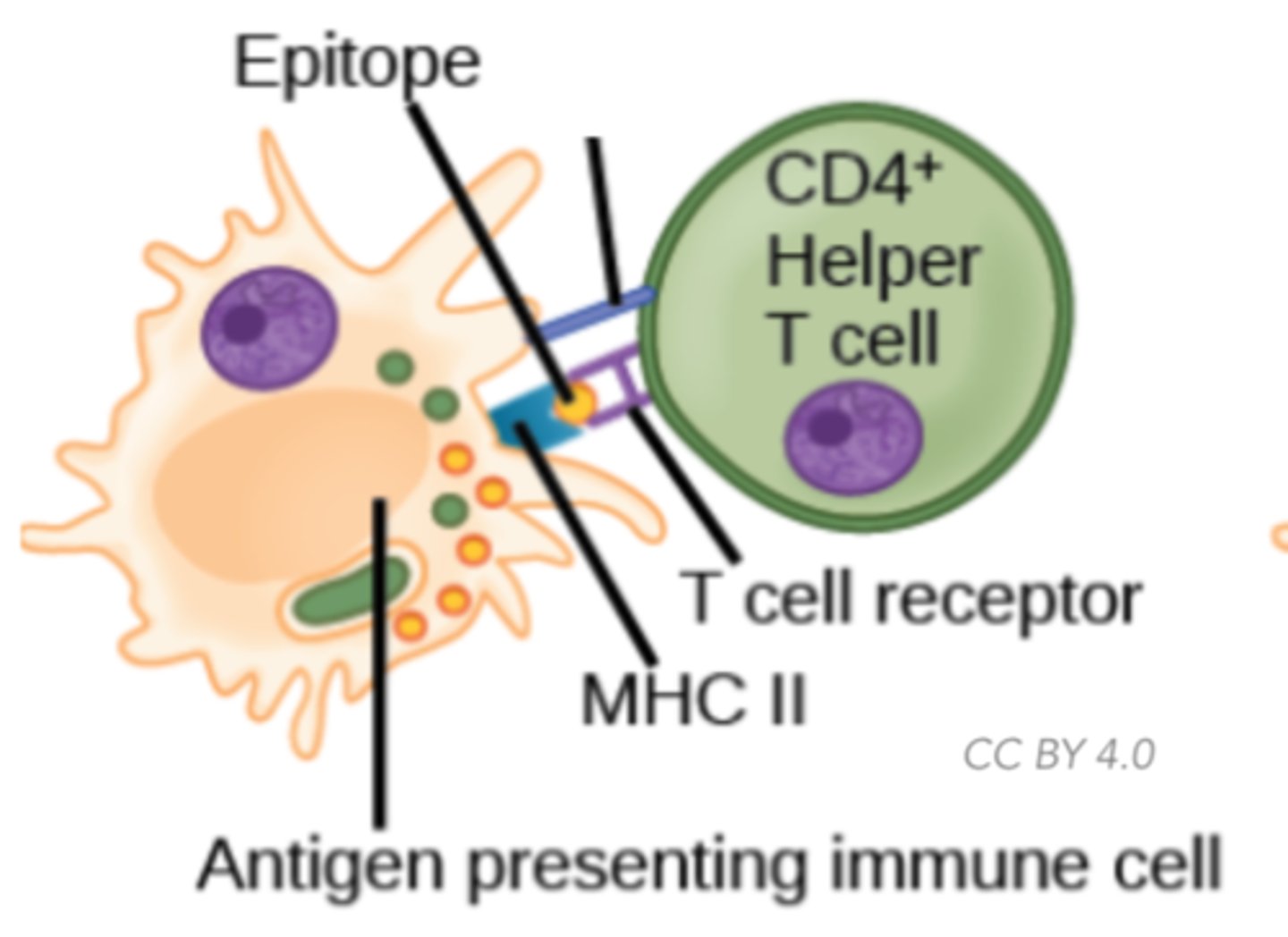 <p>antigen presenting</p><p>cell that activates</p><p>T-lymphocytes</p>
