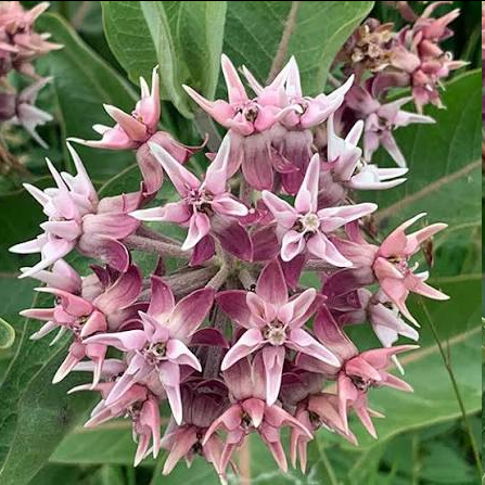 <p>Asclepias speciosa - Showy milkweed</p>