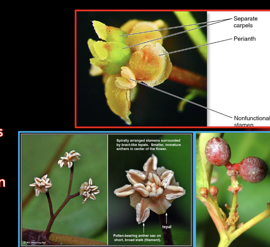 <ul><li><p>ONLY ONE species</p></li><li><p>Vessel-less evergreen shrubs</p></li><li><p>Undifferentiated perianth</p></li></ul><p></p>