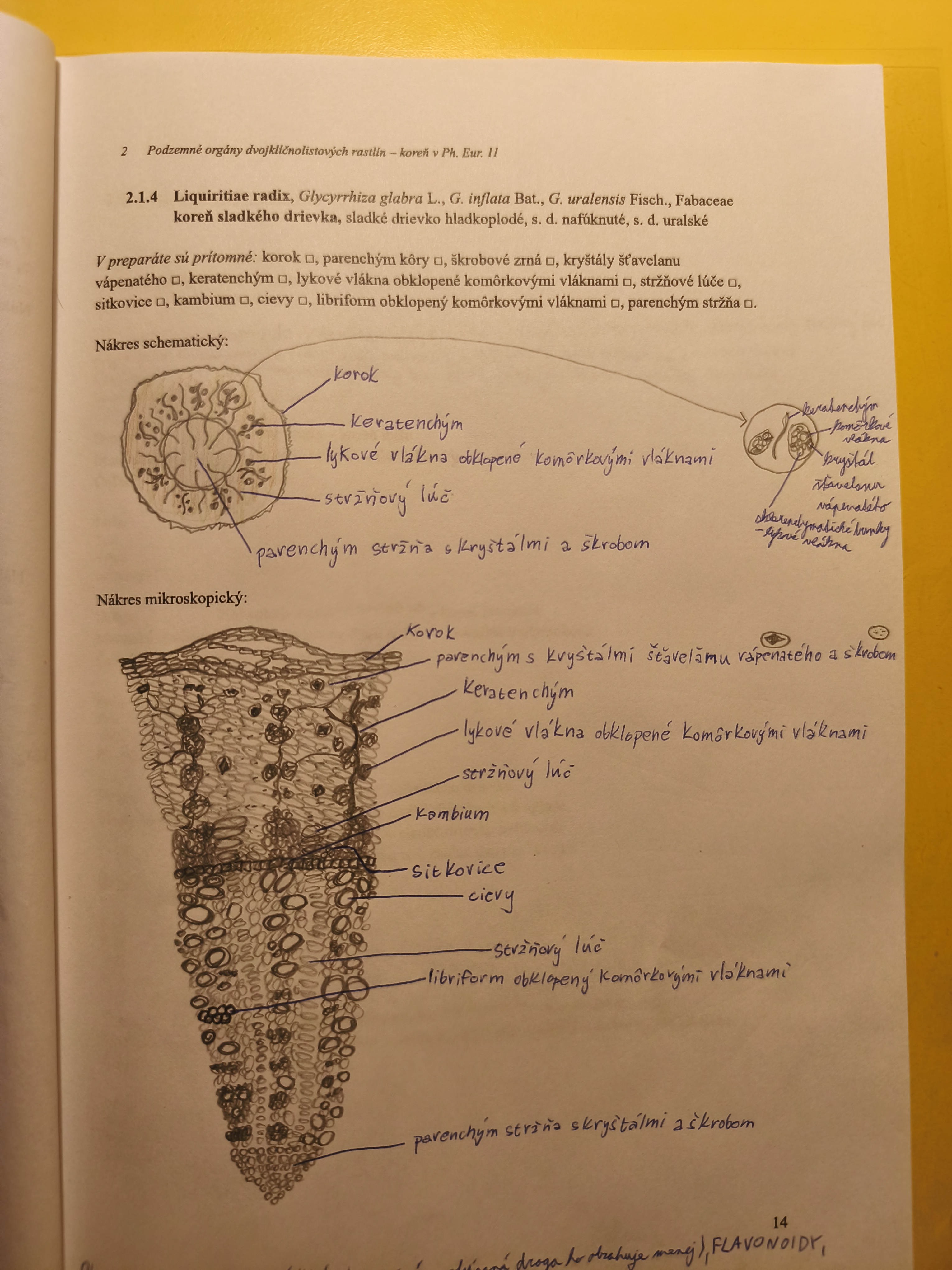 knowt flashcard image