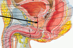 <p>surrounded by prostate</p>