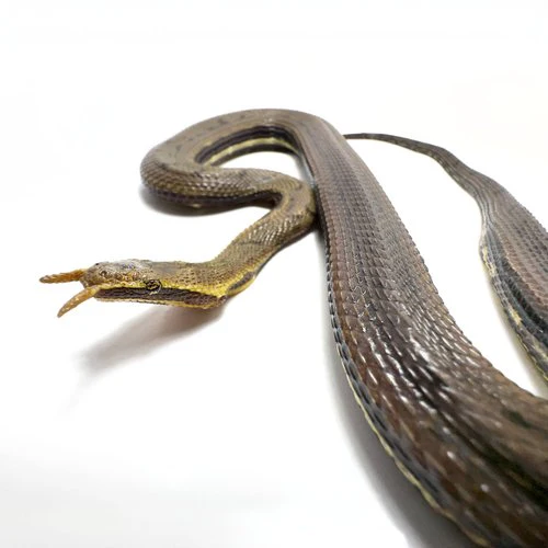 <p>Alethinophidia, Colubroidea, Homalopsidae<br>- tentacles (specimen we have)<br>~30 species</p>