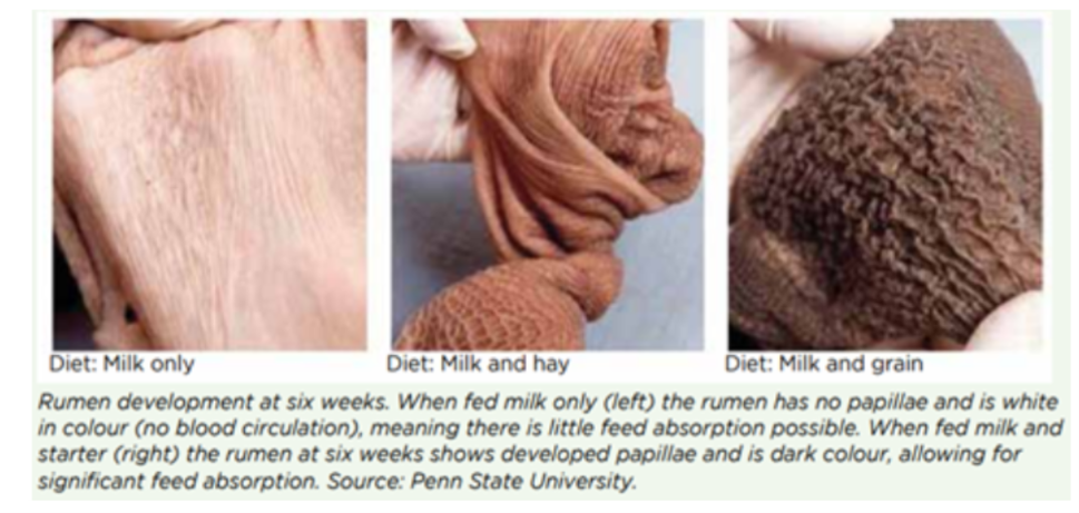 <p>Stimulate rumen papillae development and increase growth rate</p>