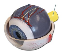 <p>axons leave the eye and relay visual information to the brain</p>