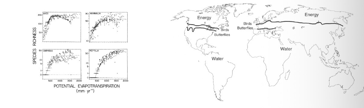 <p>States that energy availability generates and maintains species richness gradients. </p><ol><li><p>British birds, South American raptorial birds, and vertebrates butterflies for North America and Europe</p></li></ol><p></p>