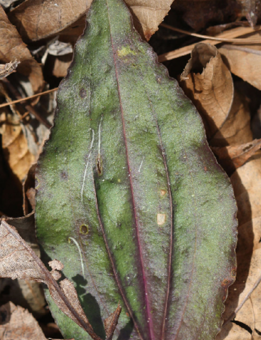 <p>Tipularia discolor</p>