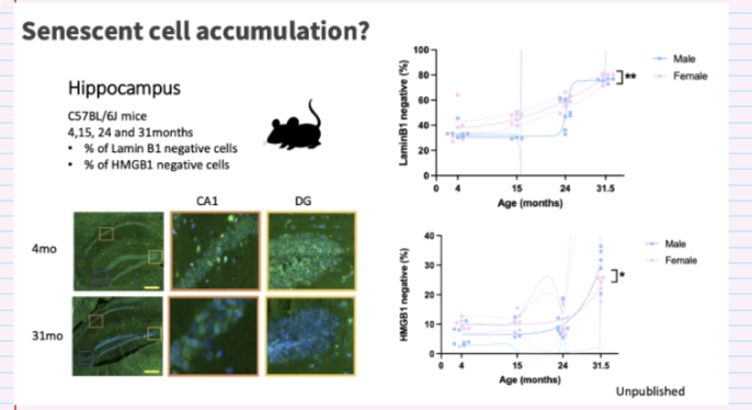 <ul><li><p>Yes — <strong>greater age-related accumulation in females</strong></p></li><li><p>Seen in hippocampal regions (CA1, DG)</p></li><li><p>↑ senescence markers vs males</p></li><li><p>Supports idea:</p><ul><li><p>Females may accumulate <strong>more senescent cells with ageing</strong></p></li></ul></li></ul><p></p>