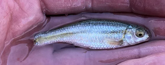 <p>Rounded snout and small, terminal to slightly subterminal mouth. Silvery body with faint lateral stripe; fins usually plain.</p>