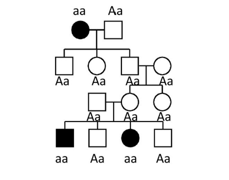 <p>If the trait represented by the filled symbols is a rare inherited</p><p>trait with complete penetrance due to a single gene with</p><p>alleles A and a, what mode of inheritance does the pedigree suggest</p><p>for the below picture?</p>