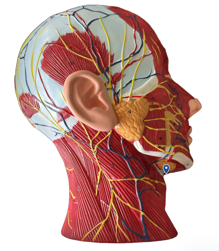 <p>Name this gland.</p>