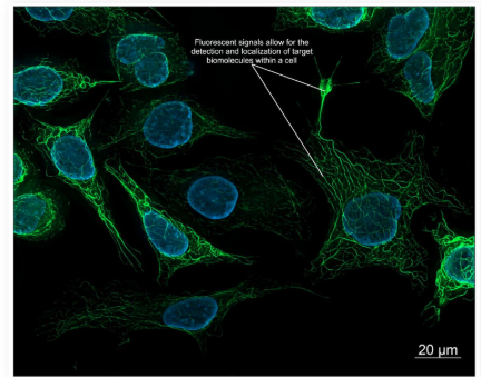 <ul><li><p>Fluorophores are used to identify the location of target proteins</p></li></ul><p></p>