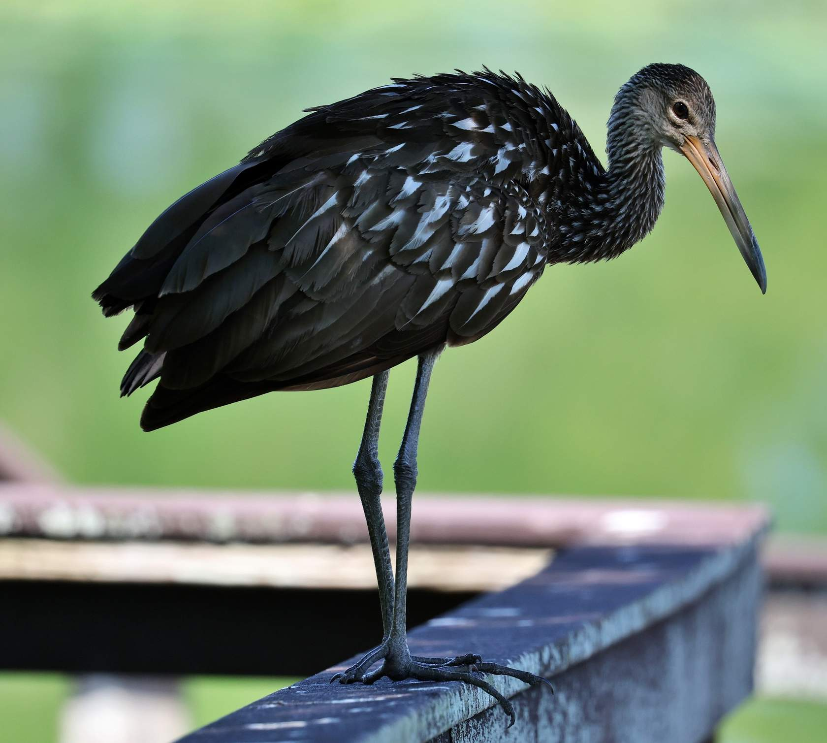 <p>The _______ stands out as an unusual bird and reaches the northern limits of its breeding range in Florida. You have likely heard its evocative screaming cry while visiting a wetland. They feed almost exclusively on apple snails by using their long bills for extraction. Their bills have a gap just before the tip that acts as specialist tweezers. They opportunistically eat other prey such as frogs, lizards, crustaceans, worms, and insects. They resemble a heron or ibis but is closely related to rails and cranes. Their unique form makes them easy to identify. </p><p>Identifying features: </p><ul><li><p>Tall and long-legged </p></li><li><p>Long neck </p></li><li><p>Long and heavy yellowish bill </p></li><li><p>Brown overall with white spotting on back and sides</p></li><li><p>Unique morphology </p></li></ul><p></p>