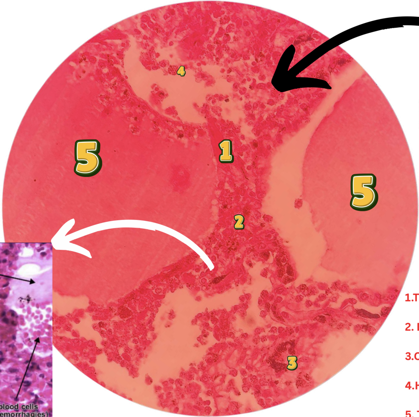 <p>diagnose & identify pointed structure</p>