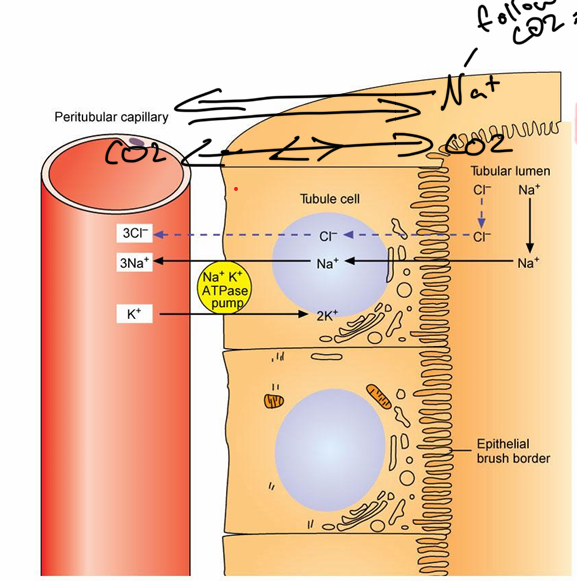 <p>What process is this diagram showing?</p>