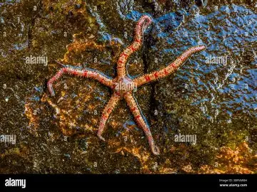 <p><span>It typically resides on </span><strong>rocky substrates, kelp holdfasts, and crevices</strong><span>, often hiding inside shells or hollows Depth range spans from the lower intertidal zone to nearly 2000 meters</span></p><p><span>Sexes are separate, and spawning usually occurs at the end of summer, though timing can vary by region</span></p>