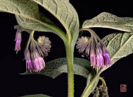 <p>Uppländsk vallört  (‘Hoprullad’ blomställning)</p>