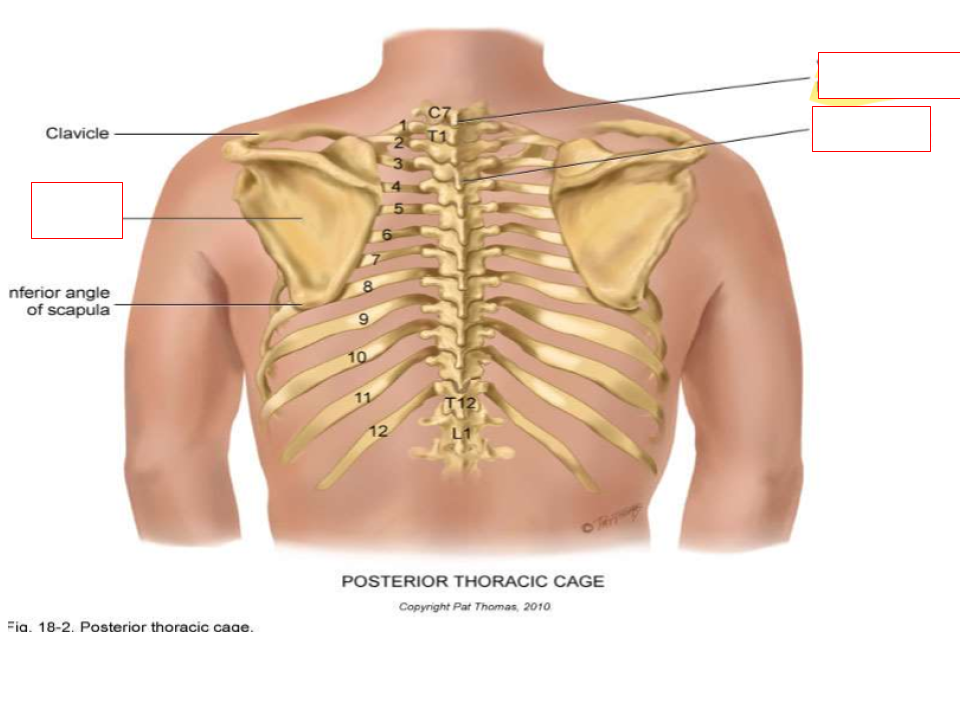 <p><strong>What are the posterior landmarks for lung assessment?</strong></p>