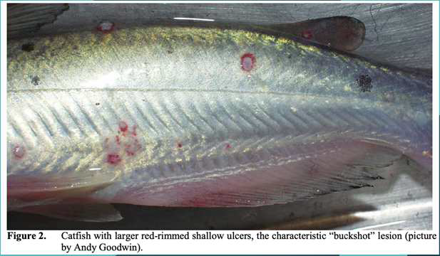 <p>What are the clinical signs for Edwardsiella ictaluri</p>