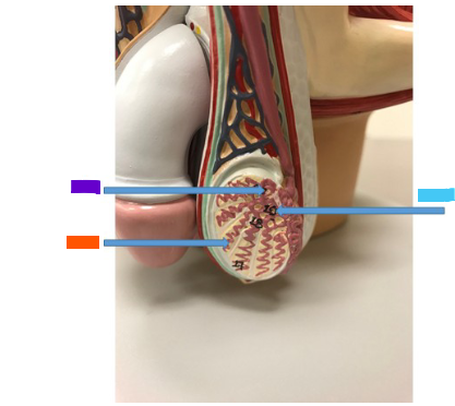 <p>What is the blue arrow?</p>