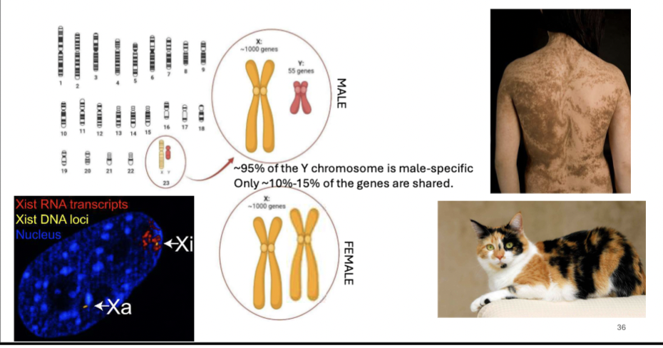 <p>Condensed chromatin. Females have 2 X’s, while the Y does not contain a lot of stuff - almost all of it is male specification. For the 2 X’s, silence one chromosome, inactivated through epigenetic. Contributes to calico cats, skin pigmentation.</p><p>the form of dosage compensation in mammalian female cells to balance X-linked gene expression levels of the two sexes</p>