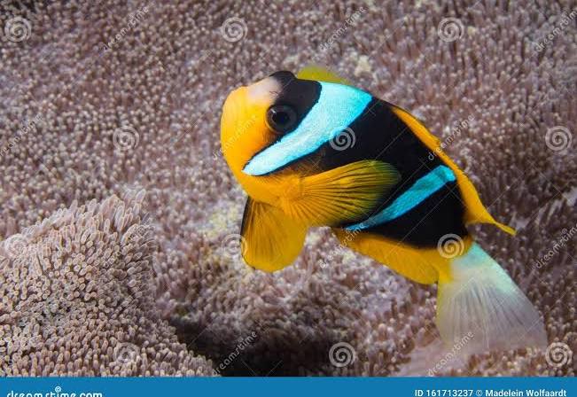 <p>Amphiprion allardi</p>
