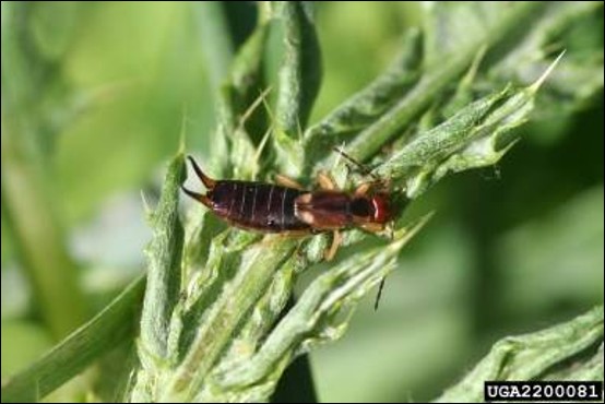 <p>Identify the insect, order, and mouthparts</p>