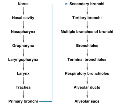 <p>Nares → Nasal Cavity → Nasopharynx → Oropharynx → Laryngopharynx → Larynx → Trachea → Primary Bronchi → Secondary Bronchi → Tertiary Bronchi → Multiple branches of Bronchi → Bronchioles → Terminal Bronchioles → Respiratory Bronchioles → Alveolar Ducts → Alveolar Sacs</p>