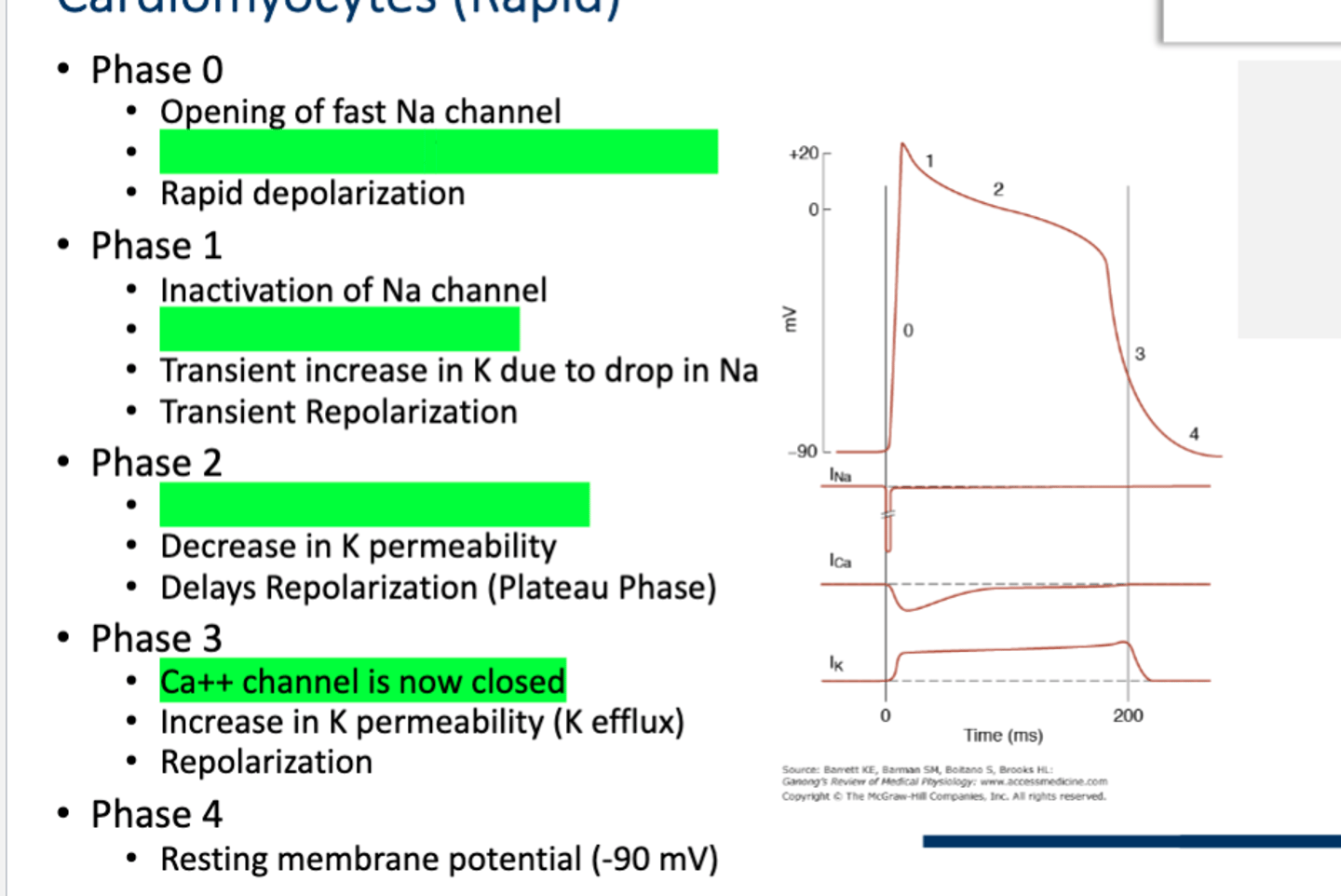 <p>Phase 0</p><p>• Opening of fast Na channel</p><p>• Opening of slow L-Type Ca++ Channel</p><p>• Rapid depolarization</p><p>Phase 1</p><p>• Inactivation of Na channel</p><p>• Increase in Ca++ current</p><p>• Transient increase in K due to drop in Na</p><p>• Transient Repolarization</p><p>Phase 2</p><p>• Ca++ channel is slow to close</p><p>• Decrease in K permeability</p><p>• Delays Repolarization (Plateau Phase)</p><p>Phase 3</p><p>• Ca++ channel is now closed</p><p>• Increase in K permeability (K efflux)</p><p>• Repolarization</p><p>Phase 4</p><p>• Resting membrane potential (-90 mV)</p>