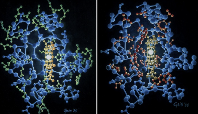 <p>Illustrates the spatial distribution of amino acids within <strong>cytochrome c, a small hemeprotein found in the inner membrane of the mitochondria</strong>. The two panels use a color-coding system to highlight the “ <strong>hydrophobic effect</strong>,” which is the primary <strong>driving force behind protein folding</strong>. In an aqueous environment, proteins fold such that they reach the lowest energy state. This usually results in a specific arrangement of their amino acid residues. </p><p>The Left Panel: Hydrophilic Residues (Green): Location: Green spheres are predominantly located on the surface of the protein. These are water-loving (hydrophilic) side chains. Because they are polar or charged, they can form hydrogen bonds with the surrounding water molecules, stabilizing the protein’s exterior. </p><p>Right Panel: Hydrophobic Residues (Red). Red spheres are concentrated in the interior (the core) of the protein. Function: These are water-fearing (hydrophobic) side chains. To minimize contact with water, they pack together tightly in the center. This creates a “hydrophobic core,” which acts like a drop of oil in water and provides the structural stability needed to hold the protein’s shape.</p><p><strong>The Heme Group:</strong> In the center of both images, you can see a bright, yellowish planar structure. This is the <strong>heme prosthetic group</strong>. Cytochrome c uses this heme group to carry electrons during cellular respiration. </p><p>Why This Matters: This specific arrangement is critical for the function of cytochrome c. <strong>By sequestering the hydrophobic residues inside, the protein creates a stable environment for the heme group to facilitate electron transfer. If the protein were to unfold (denature), these hydrophobic residues would be exposed to water, causing the protein to lose its functional shape and potentially clump together (aggregate).</strong></p>