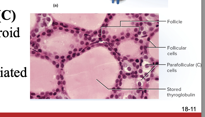 <p>colloid (stores thryoglobulin) surrounded by follicular cells</p>