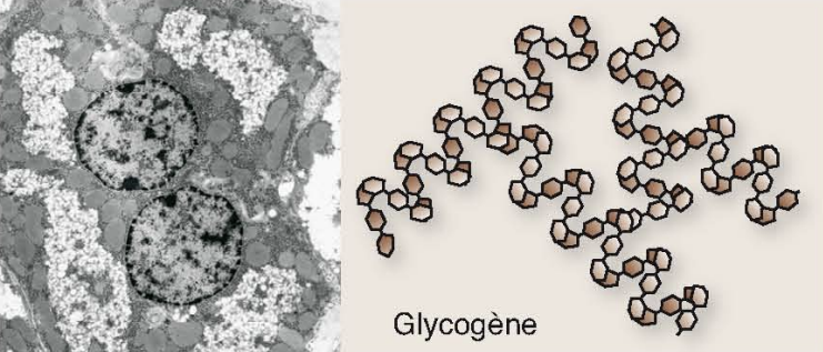 <p>Polymère (polysaccharide) composé de α-glucose, présent chez les animaux (foie et muscles) : stocke l'énergie.</p>