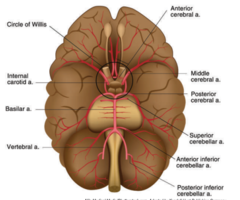 <p>2 cerebral arteries: anterior cerebral artery and middle cerebral artery</p>