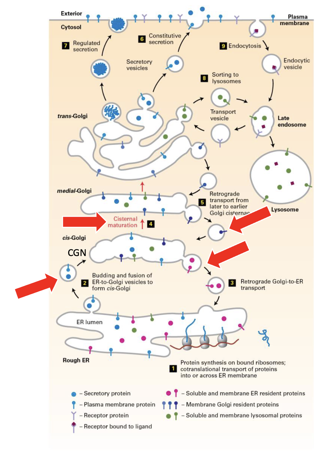 <ul><li><p>serves as a destination and sorting station of COPII vesicles coming from ERESs to the CGN (anterograde transport)</p></li><li><p>the site of COPI vesicle assembly for transport back from the CGN to ER (retrograde transport) </p></li><li><p>forward (anterograde) transport as the CGN maturesinto the next subcompartment of the Golgi complex (CGN → cis cisternae)</p></li><li><p>destination of COPI vesicles moving back (retrogradetransport) from the upstream subcompartment of the Golgi complex (cis cisternae → CGN)</p></li></ul><p></p>
