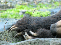 <p>The sharp pointy nail on the foot of an animal is a _____.</p>